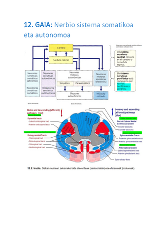 12-Nerbio-sistema-somatikoa-eta-autonomoa.pdf
