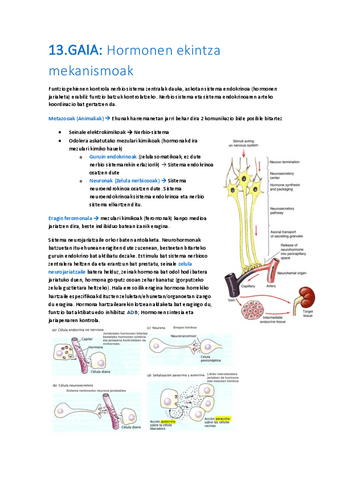 13-Hormonen-ekintza-mekanismoak.pdf