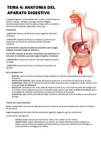 Anatomia-del-aparato-digestivo.pdf