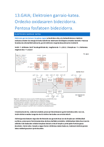13.-Elektroien-garraio-katea.-Ordezko-oxidasaren-bidezidorra.-Pentosa-fosfatoen-bidezidorra..pdf