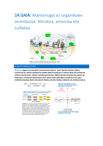 14.-Mantenugai-ez-organikoen-asimilazioa-Nitratoa-amonioa-eta-sulfatoa.pdf