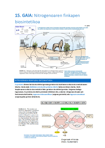15.-Gaia-Nitrogenoaren-finkapen-biosintetikoa.pdf