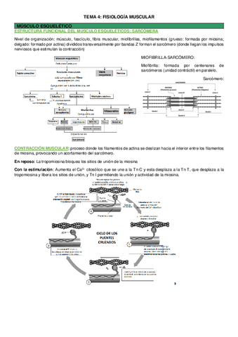 TEMA-4-fisiologia.pdf