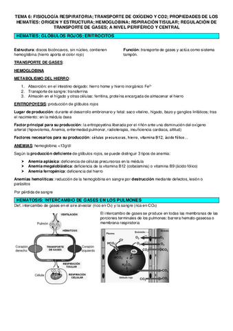 TEMA-6-fisiologia.pdf