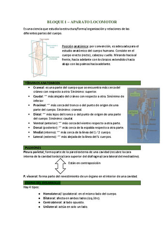 1er-semestre-anatomia.pdf