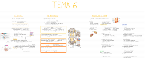 ANATOMIA-T6.pdf