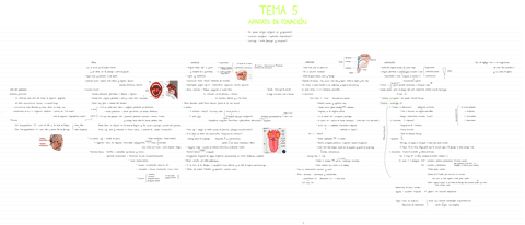 ANATOMIA-T5.pdf