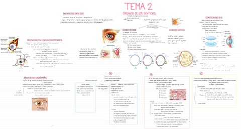 ANATOMIA-T2.pdf