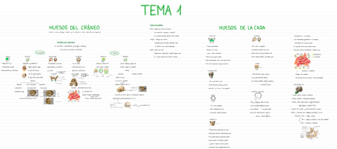 ANATOMIA-T1.pdf