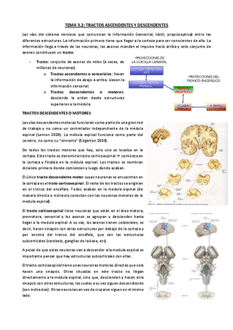 Tema-3.2.-Tractos-ascendentes-y-descendentes.pdf