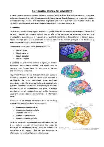 Tema-3.4.-El-control-cortical-del-movimiento.pdf