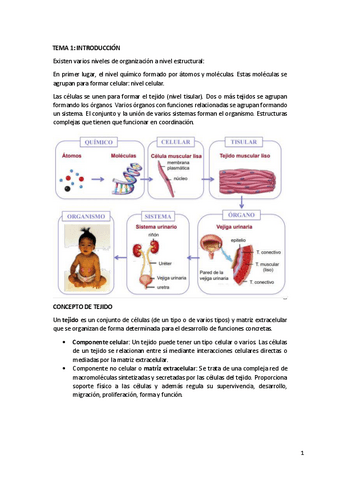 TEMA-1.-ORGANOGRAFIA.pdf