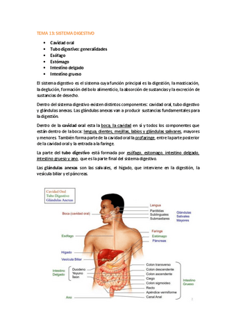 TEMA-13-SISTEMA-DIGESTIVO.pdf