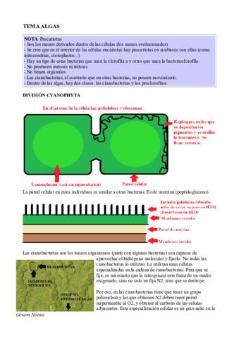 Tema 4 Algas.pdf