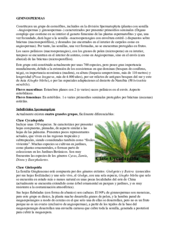 Tema 7 Gimnospermas.pdf