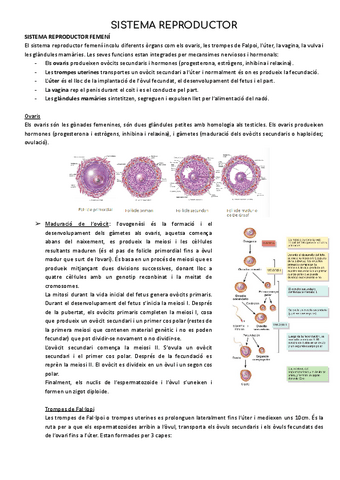 SISTEMA-REPRODUCTOR.pdf