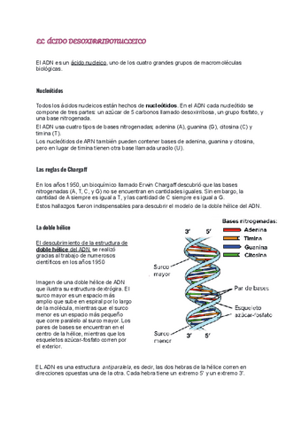 EL-ACIDO-DESOXIRRIBONUCLEICO.pdf