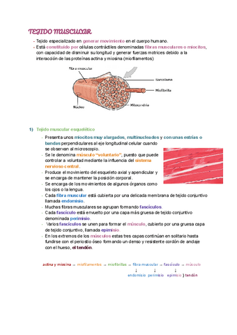 TEJIDO-MUSCULAR.pdf