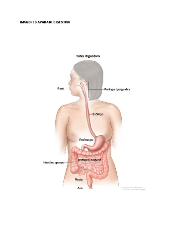 IMAGENES-APARATO-DIGESTIVO.pdf