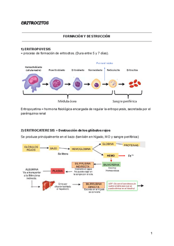 ERITROCITOS.pdf