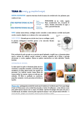 TEMA-19-cavidad-nasal.pdf