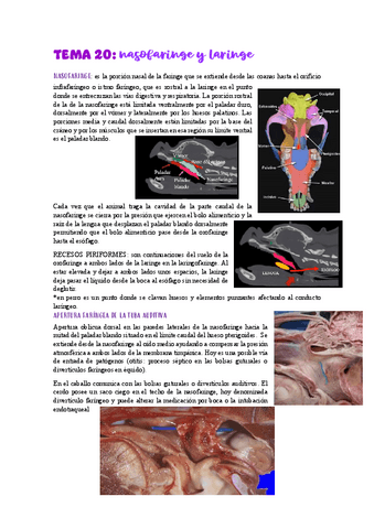 TEMA-20faringe-laringe.pdf