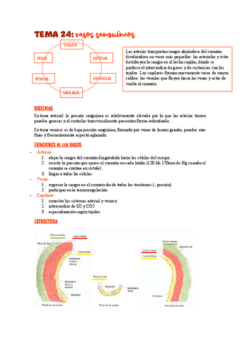 TEMA-24vasos-sanguineos.pdf