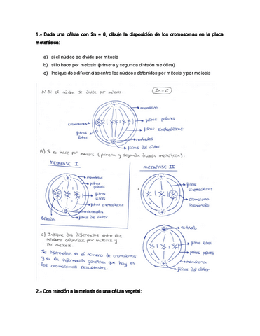 ejercicios-mitosis-y-meosis.pdf