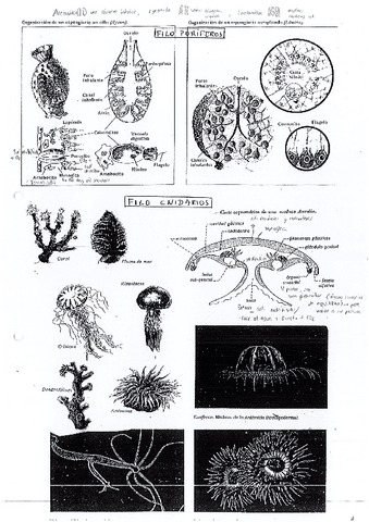 Tabla-resumen-reinos.pdf