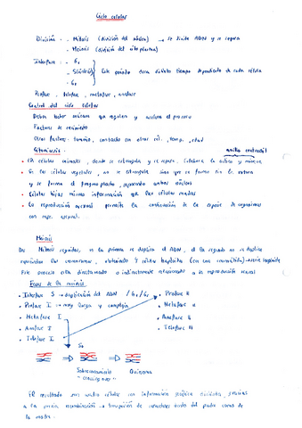 Teoria-Ciclo-celular.pdf