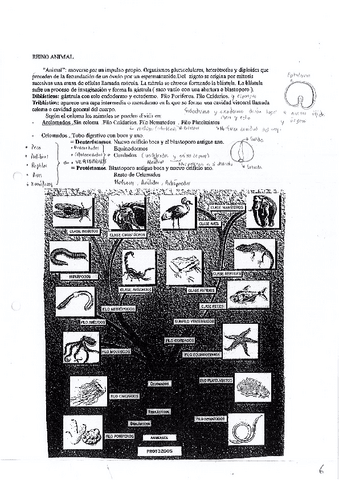Teoria-Reino-animal.pdf