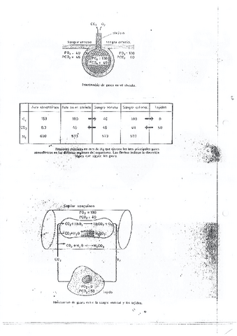Teoria-Sistema-circulatorio.pdf
