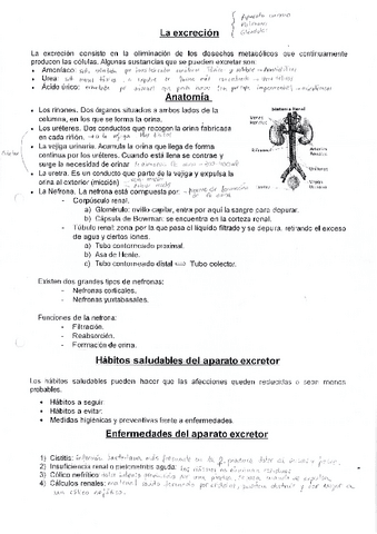 Teoria-Sistema-excretor.pdf