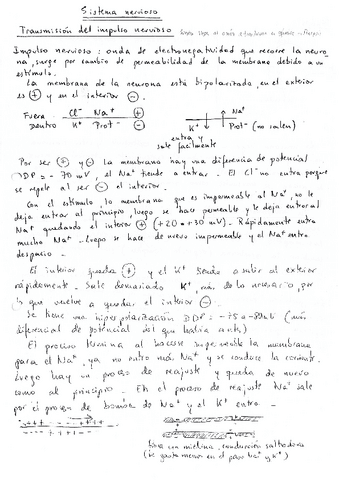 Teoria-Sistema-nervioso.pdf