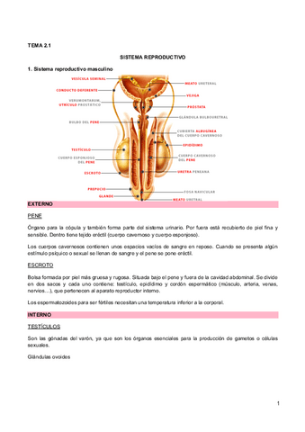 2.1 Reproduccion humana y embriogenesis.pdf