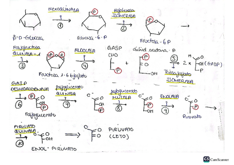 Apuntes-Glucolisis-gluconeogenesis-metabolismo-glucogeno-y-metabolismo-y-sintesis-lipidica.pdf