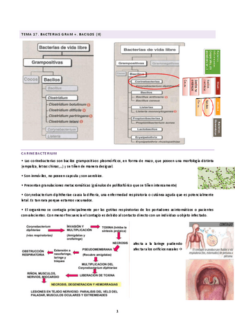 tema-17-18-y-19-M.pdf