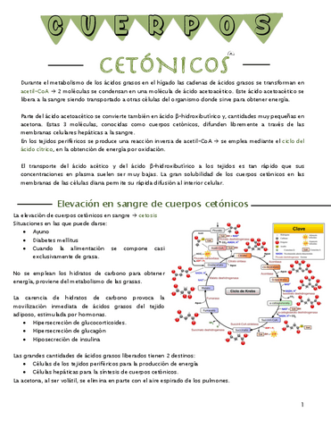Cuerpos-cetonicos.pdf