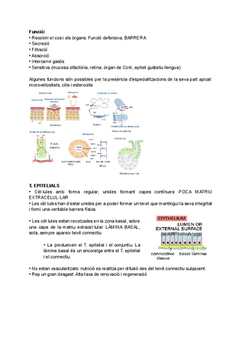 UF1NF2-Teixit-epitelial.pdf