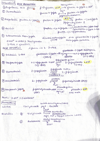 Glucosa.pdf