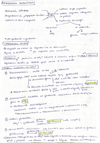 Aminoacidos.pdf