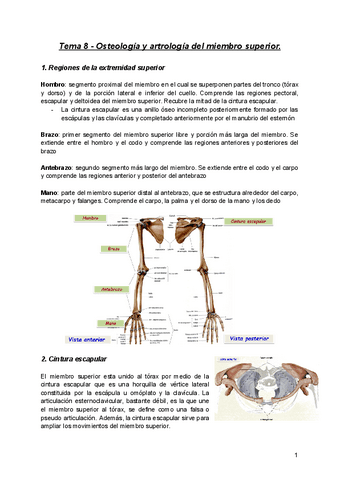 Anatomia-Tema-8.pdf