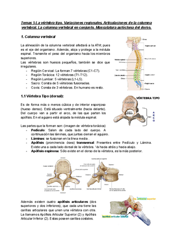 Anatomia-Tema-5.pdf