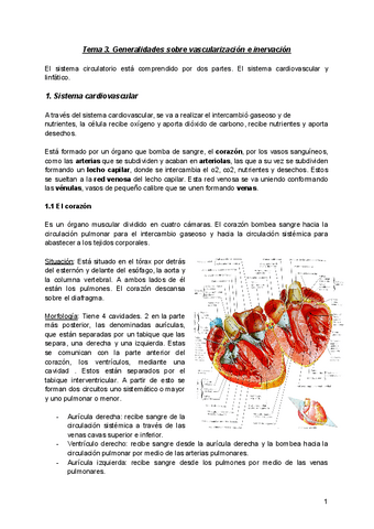 Anatomia-Tema-3.pdf