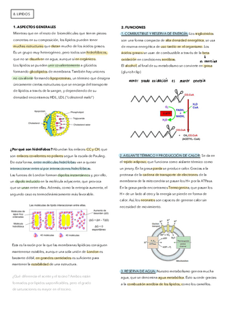 8-Lipidos.pdf