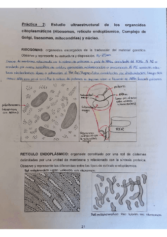 Practica-2-1oparcial.pdf