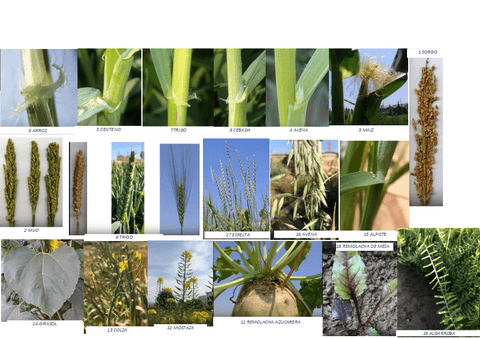 PLANTAS-VISUAL.pdf