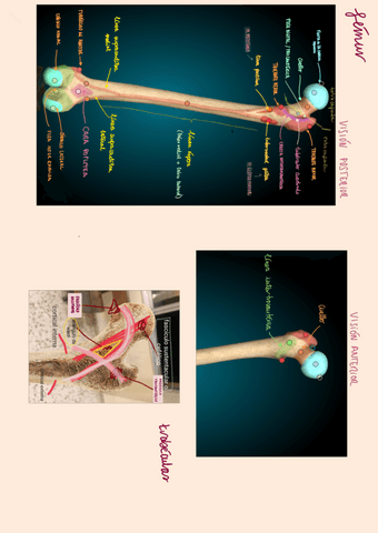 femur-y-coxales.pdf