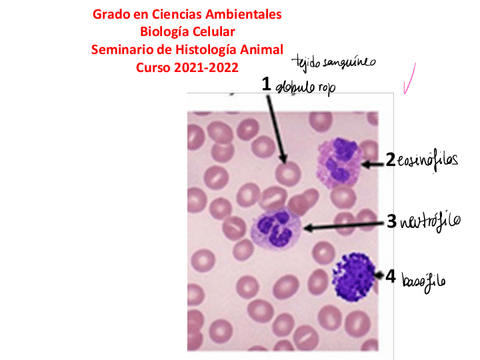 SEMINARIO-HistologiaAnimal-1.pdf