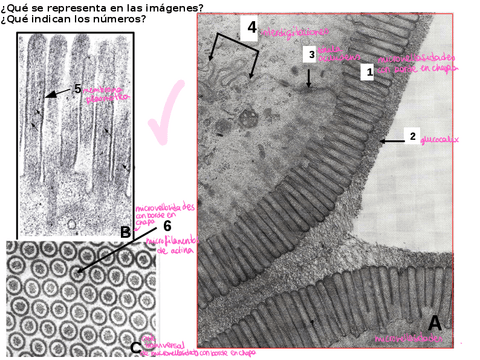 Seminario-Citologia.pdf